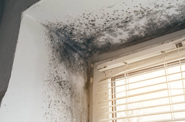 Affordable Commercial Mold Remediation solutions in Sharon, PA